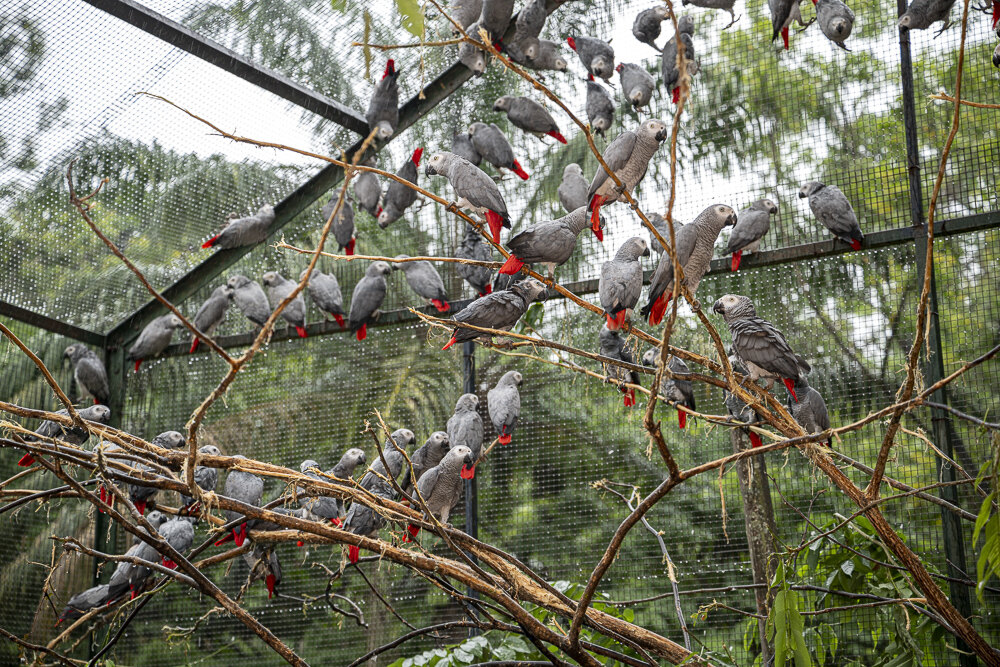 Lafeber’s Conservation Spotlight July 2026: Building Local Vet Expertise to Save Grey Parrots