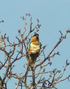 black headed caique in tree