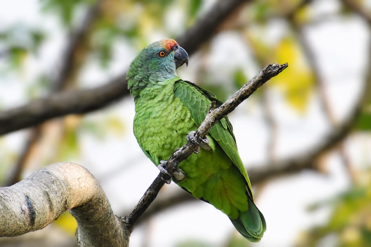 Lafeber’s Conservation Spotlight August/September 2026: Protecting Guyana’s Parrots