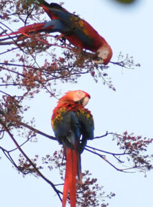 scarlet macaws in tree
