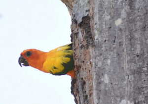 sun conure in tree cavity