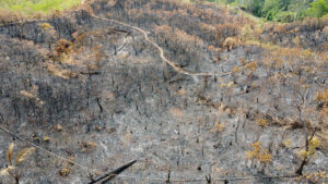 fire burnt land