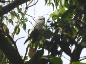 Moluccan cockatoo in tree