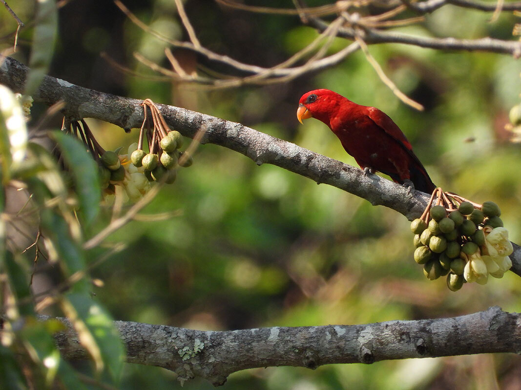 Lafeber’s Conservation Spotlight October 2026: Fighting Fires in Indonesia