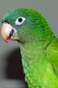 BlueCrownConure