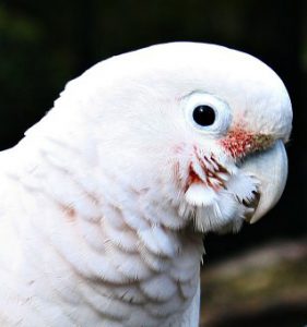 Goffin's cockatoo