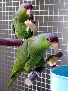 two Lilac Crown Amazon parrots on perches in cage