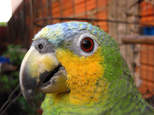 close up on head of an orange-winged Amazon parrot