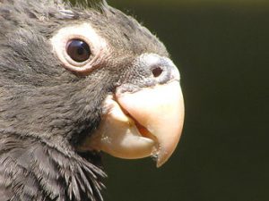 Vasa parrot, black parrot