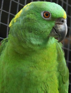 head and should photo of a yellow-naped Amazon in a cage