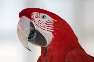 face of Green Winged Macaw