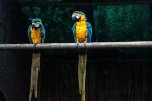 Two Macaws on a perch inside a habitat