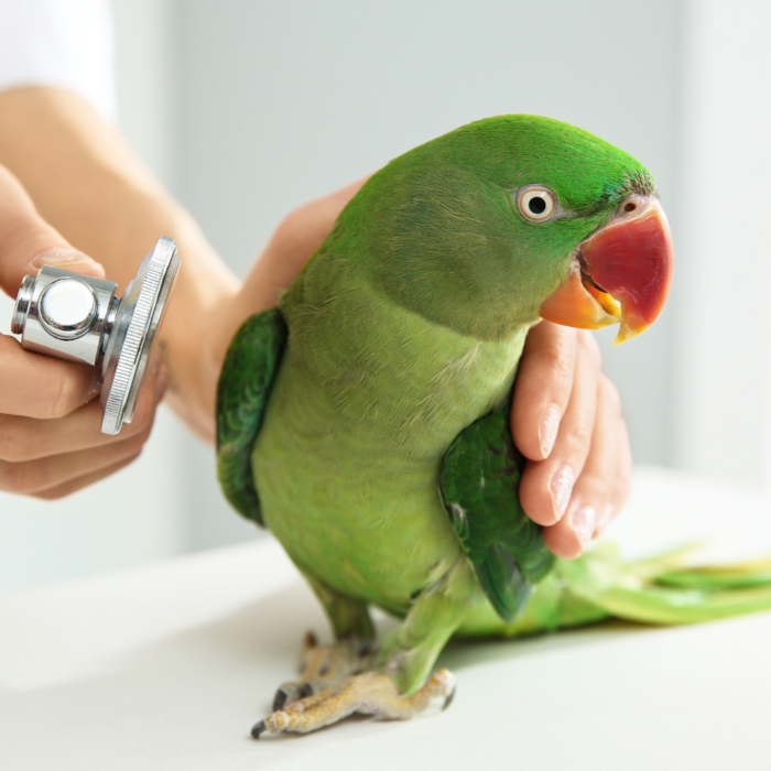 Call for Nominations: TJ Lafeber Avian Practitioner of the Year