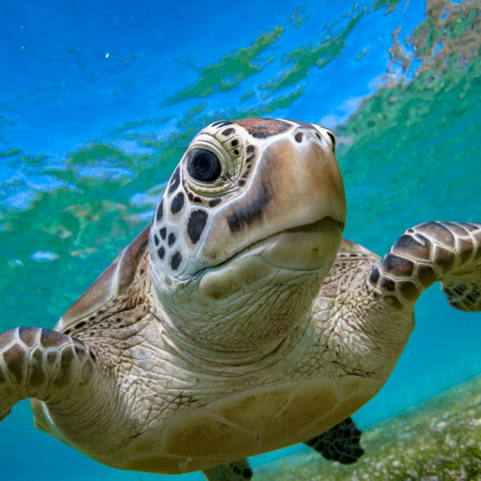 Sea Turtle Medicine