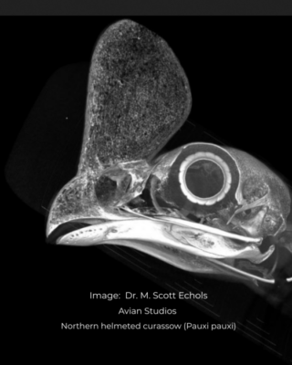 Northern helmeted currasow. Avian Studios. Credit: Dr. M. Scott Echols