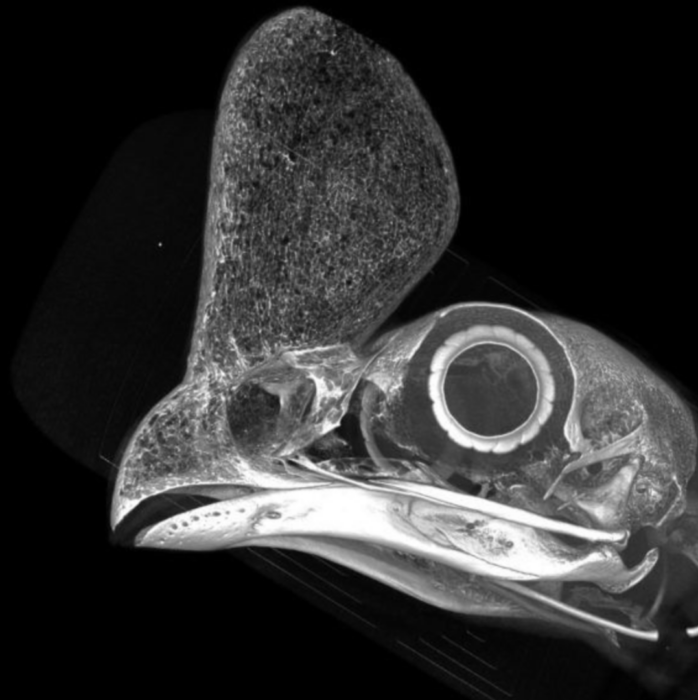 Advanced Imaging and Anatomy Research Opportunities - LafeberVet