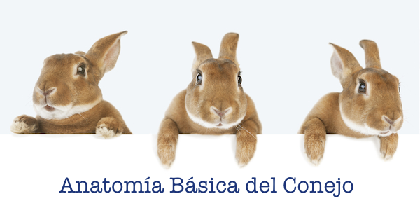 Anatomic Basica del Conejo