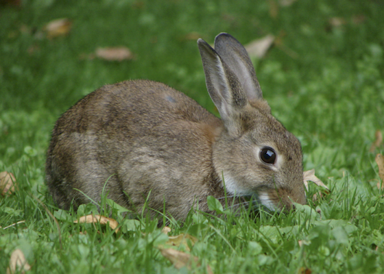 Rabbit eating grass