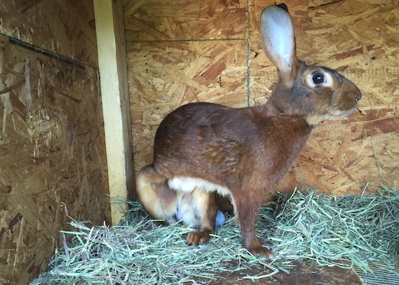 Belgian hare