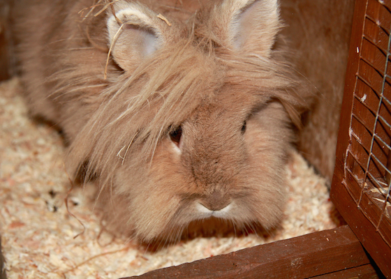 Lionhead rabbit
