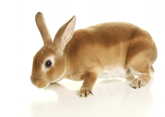 Rex rabbit