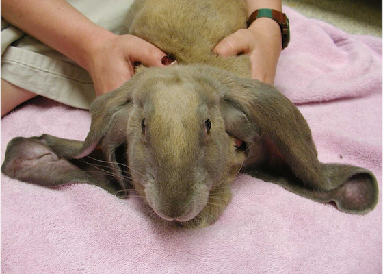 English lop