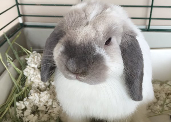 Mini lop
