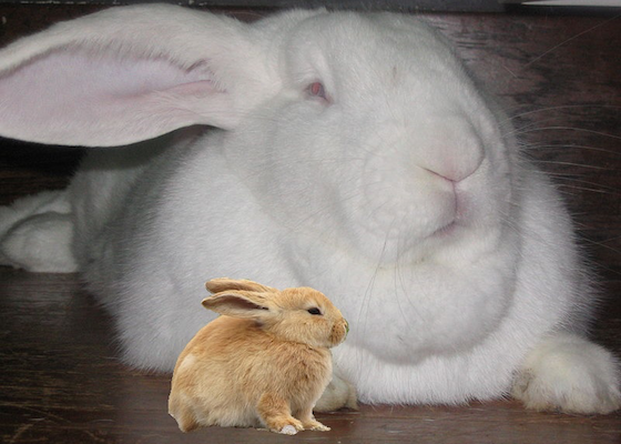Giant and small rabbit