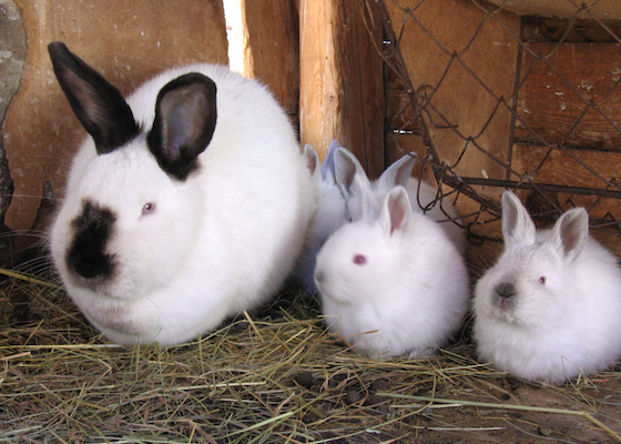 Rabbit breeds in various shapes and sizes