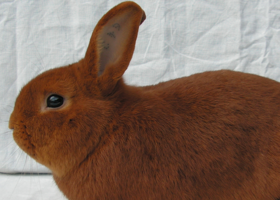 Red rabbit