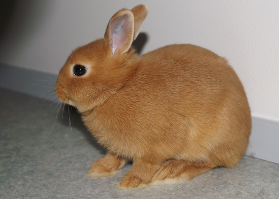 Dwarf rabbit