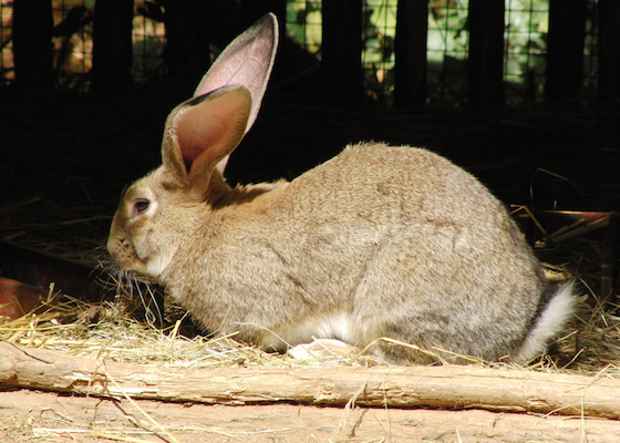 Flemmish giant