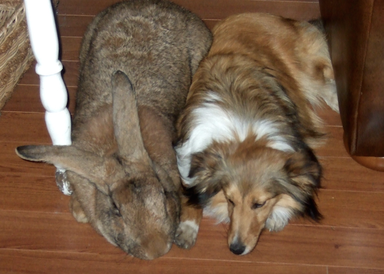 Flemish giant male rabbit napping beside a Shetland sheepdog